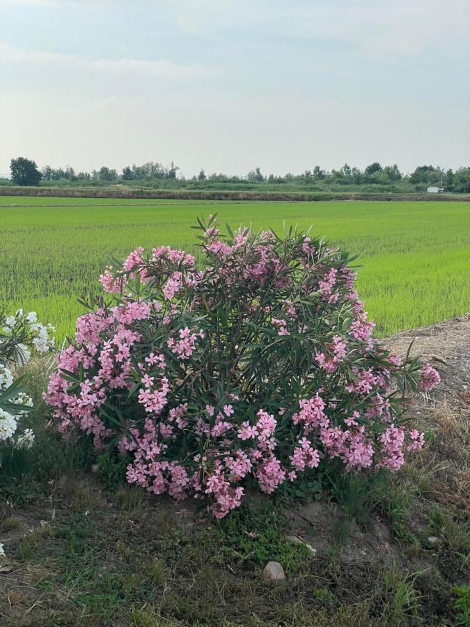Tenuta Favorita Country House B&B Fontanetto Po Zewnętrze zdjęcie